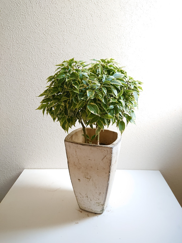 ○数量限定○新作○ 希少 大株 ”ベンジャミン・ラブリー アンティーク