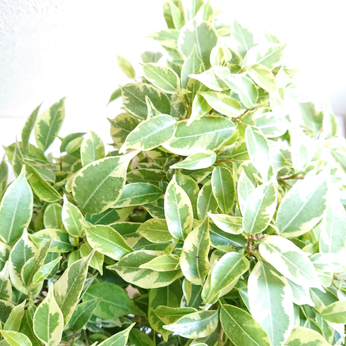 ○数量限定○新作○ 希少 大株 ”ベンジャミン・ラブリー アンティーク