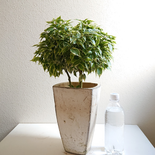 ○数量限定○新作○ 希少 大株 ”ベンジャミン・ラブリー アンティーク