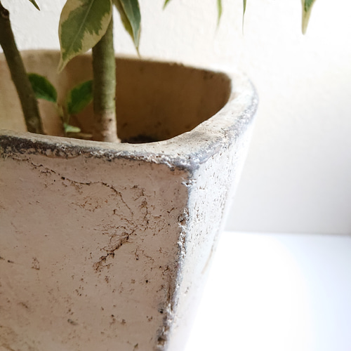 ○数量限定○新作○ 希少 大株 ”ベンジャミン・ラブリー アンティーク