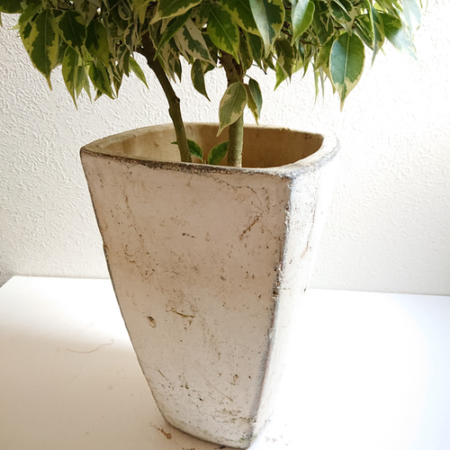 ○数量限定○新作○ 希少 大株 ”ベンジャミン・ラブリー アンティーク