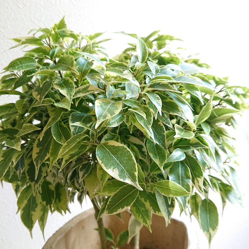 ○数量限定○新作○ 希少 大株 ”ベンジャミン・ラブリー アンティーク