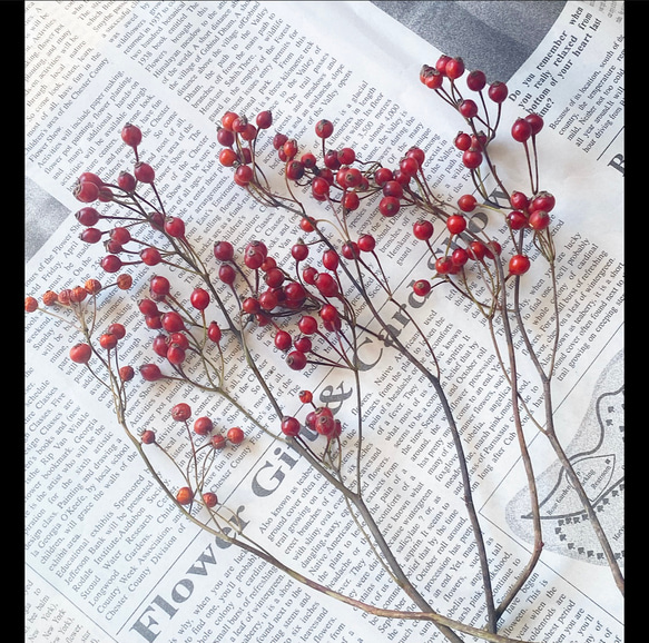 トゲ無し野薔薇の実レッド小分け❣️フレッシュ〜半ドライ❣️ハンドメイド花材ドライフラワー 　　野バラの実 3枚目の画像