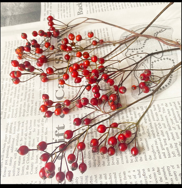 棘なしノイバラ種　約5000粒　野薔薇　野ばら　薔薇の実 棘なしノイバラ種 約5000粒 野薔薇 野ばら 薔薇の実 ノイバラ