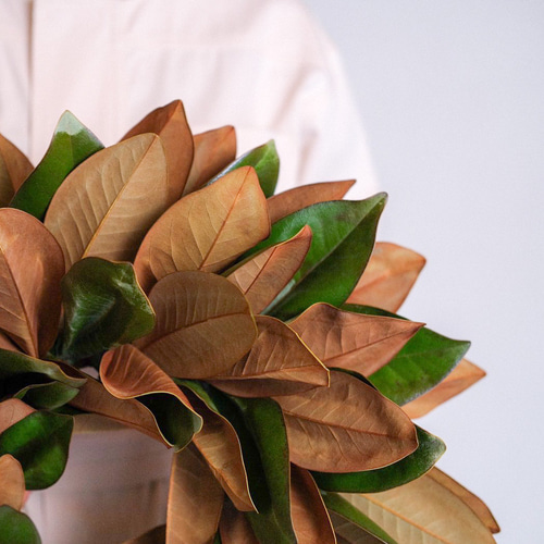 大きなマグノリアリース＊ウィンターリース リース 花 と 山 通販