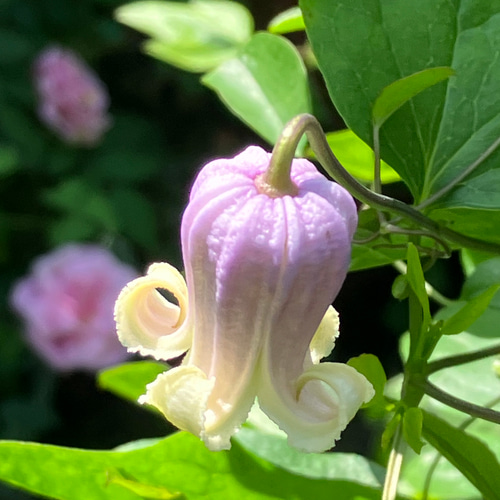 壺型クレマチス　種　10粒 壺型クレマチス10粒 多肉植物 植花夢 通販 14914628｜Creema(クリーマ)