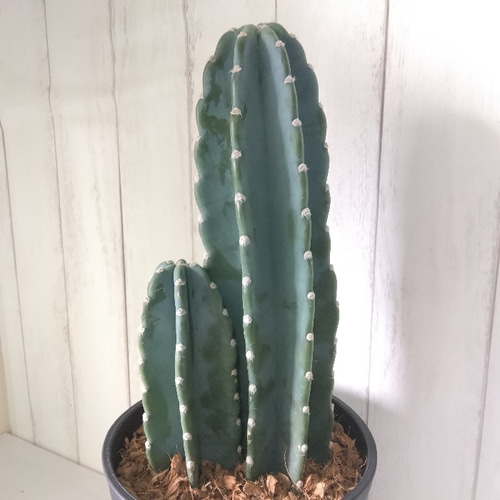 現品】柱サボテン 鬼面角 2株植え観葉植物 多肉植物 高級