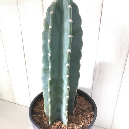 現品】柱サボテン 鬼面角 2株植え観葉植物 多肉植物 高級