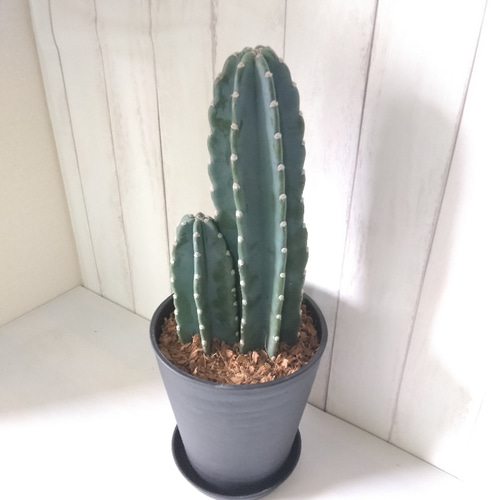 現品】柱サボテン 鬼面角 2株植え観葉植物 多肉植物 高級
