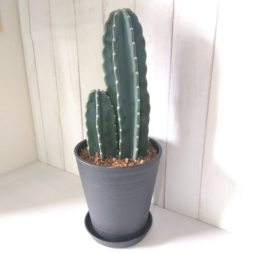 現品】柱サボテン 鬼面角 2株植え観葉植物 多肉植物 高級 現品】柱サボテン 鬼面角 2株植え観葉植物 多肉植物 高級