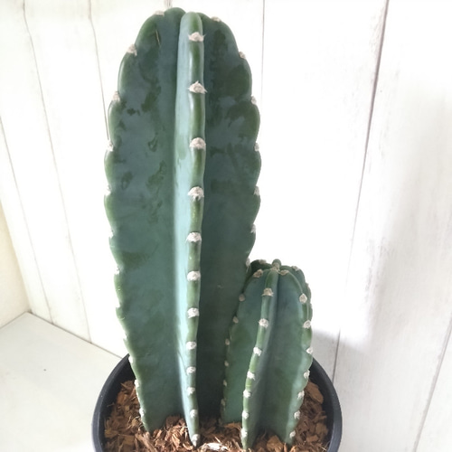 現品】柱サボテン 鬼面角 2株植え観葉植物 多肉植物 高級