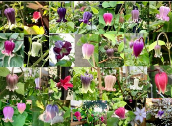 壺型クレマチス30粒 多肉植物 植花夢 通販 14914643｜Creema