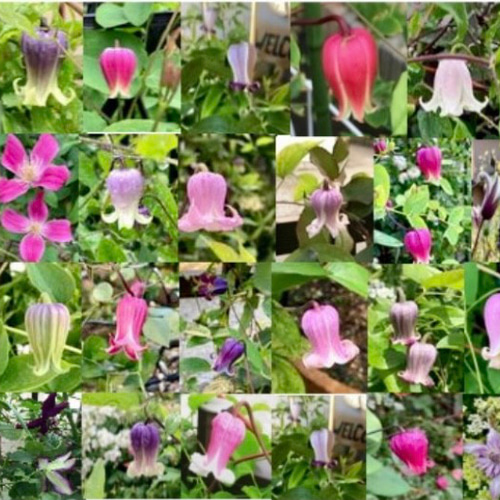 壺型クレマチス30粒 多肉植物 植花夢 通販 14914643｜Creema(クリーマ)