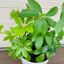 シェフレラ　カポック　3株まとめてセット　☆観葉植物☆ 2枚目の画像