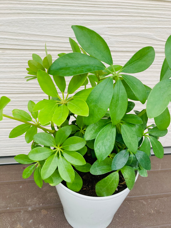 シェフレラ　カポック　3株まとめてセット　☆観葉植物☆ 2枚目の画像