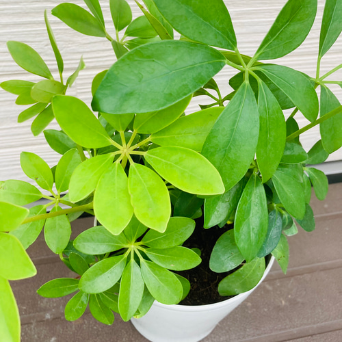 シェフレラ カポック 3株まとめてセット ☆観葉植物☆ アートフラワー