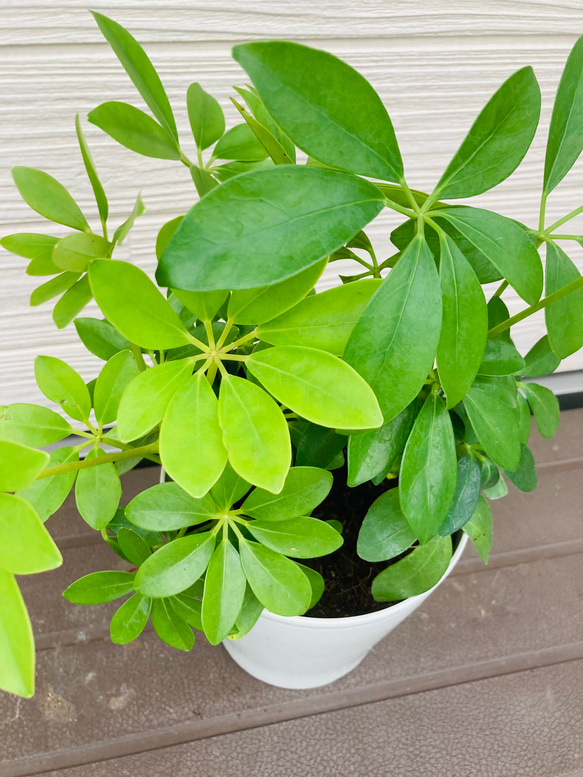 シェフレラ　カポック　3株まとめてセット　☆観葉植物☆ 3枚目の画像