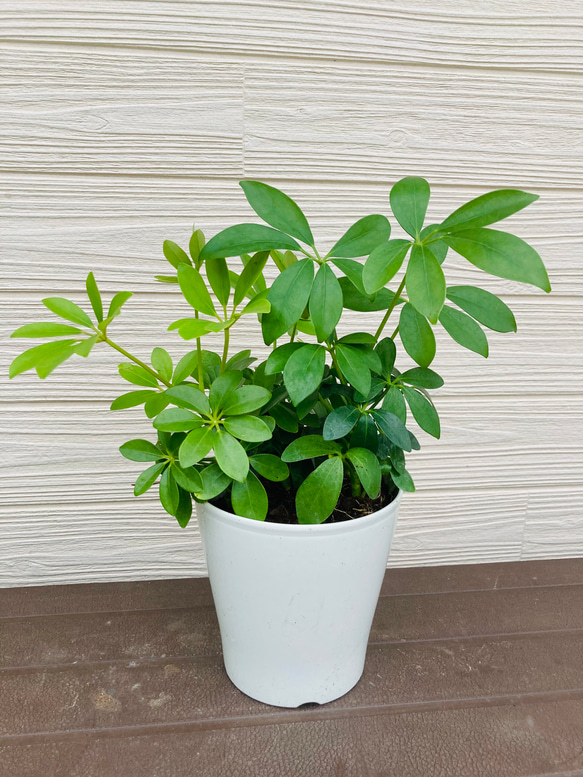 シェフレラ カポック 3株まとめてセット ☆観葉植物☆ アートフラワー