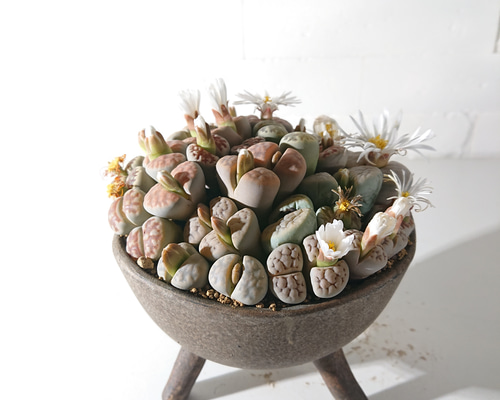 専用❤️速達付き同梱-850円多肉植物　リトープス 白曲 c244無紋 　鉢のまま 専用❤️速達付き同梱-850円多肉植物 リトープス 白曲 c244無紋 鉢