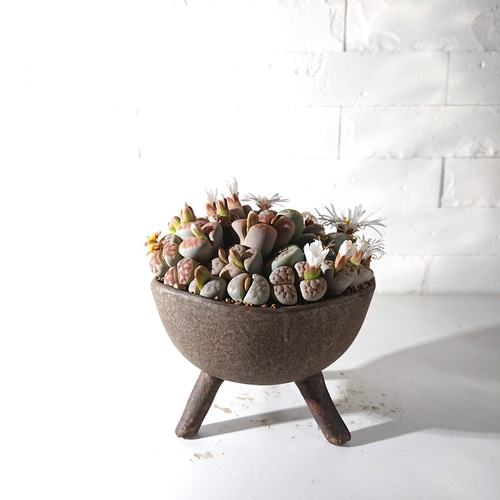 ○数量限定○新作○ 希少 ”リトープスmix Lithops 多肉植物寄せ