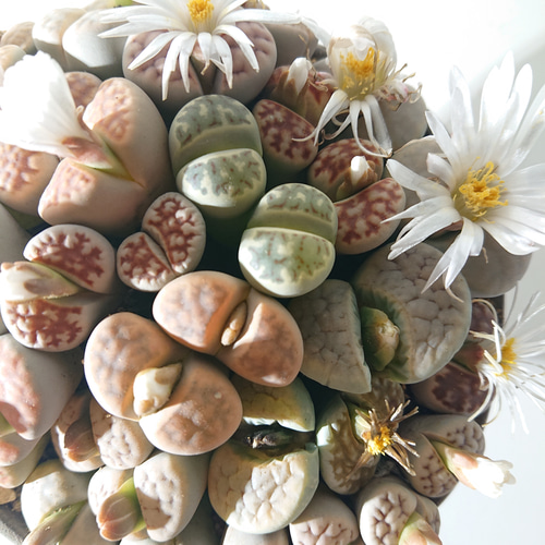 ○数量限定○新作○ 希少 ”リトープスmix Lithops 多肉植物寄せ