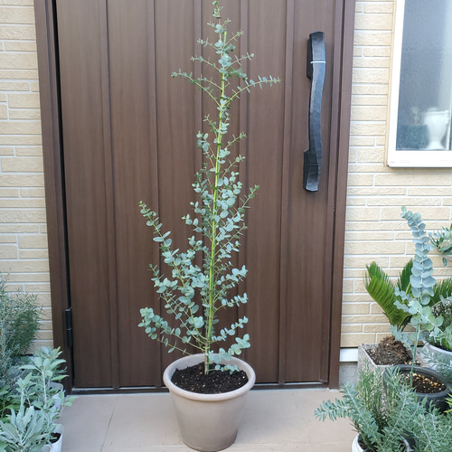 ボリューム株　ユーカリグニー　鉢植え　苗木　シンボルツリー 大きめ♪ユーカリグニー テラコッタ鉢植え 苗 シンボルツリー
