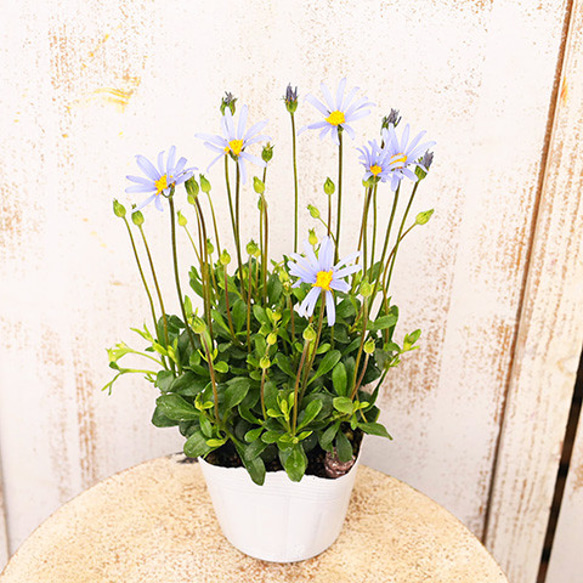 再入荷花苗 ブルーデージー アズールブルー 3.5号ポット 宿根草 四季咲き 育てやすい 花壇 5枚目の画像