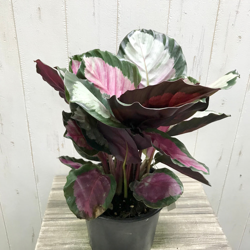 株立ち カラテア ロゼオピクタ ロージー その他インテリア雑貨 PLANTS