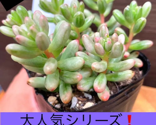⚠️お得な⑥苗⚠️オーロラ錦 虹の玉錦 抜き苗 多肉植物✳️ ⚠️お得な⑥苗⚠️オーロラ錦 虹の玉錦 抜き苗 多肉植物✳️