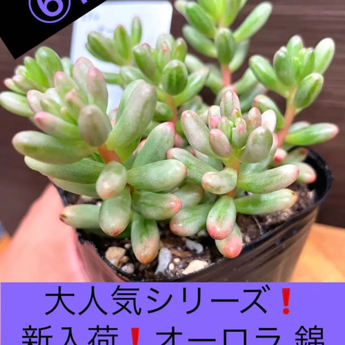 ☆ご確認用☆ 虹の玉オーロラ