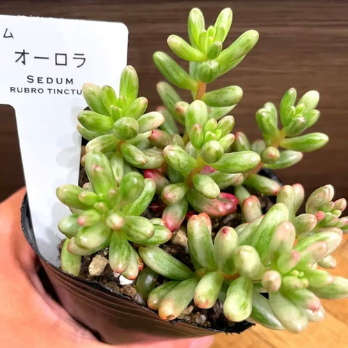 ⚠️お得な⑥苗⚠️オーロラ錦 虹の玉錦 抜き苗 多肉植物✳️ 多肉植物