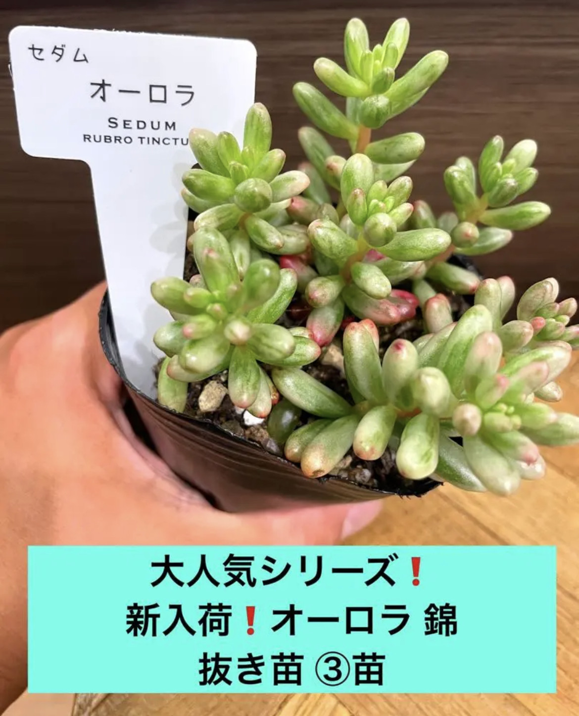 ✳️大人気シリーズ✳️新入荷❗️オーロラ錦 ニジノタマ錦 抜き