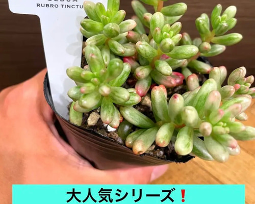 速達付】7 オーロラ錦 新種 輸入苗 多肉植物