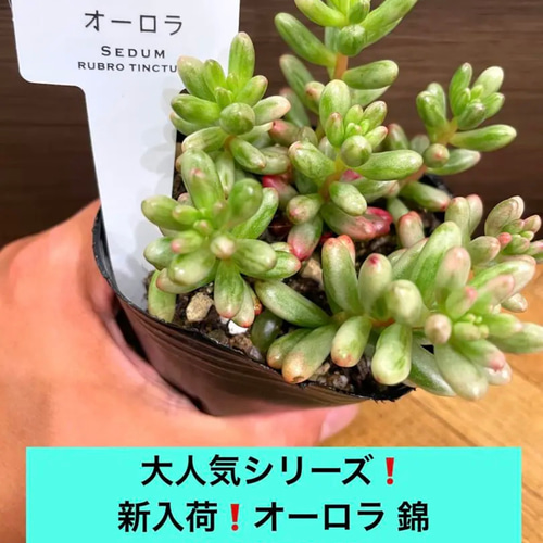 ✳️大人気シリーズ✳️新入荷❗️オーロラ錦 ニジノタマ錦 抜き苗 ③