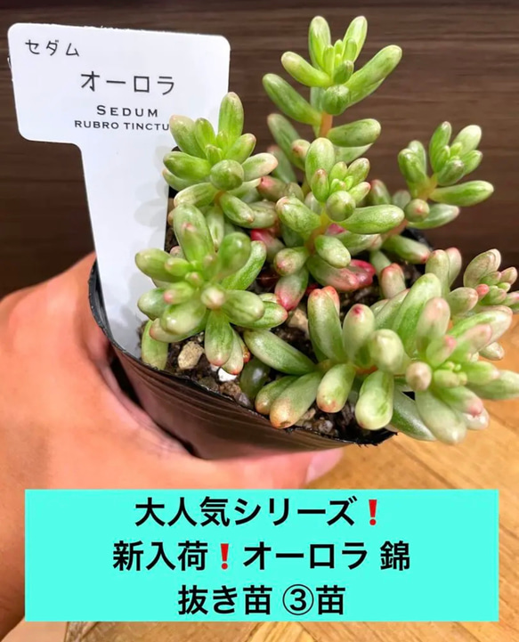 No.212 ❁ゼリーオレンジ❁ 抜き苗 多肉植物 多肉植物抜き苗ミックス | 京都 おむろ YUUKIESGARDEN(ゆうきい