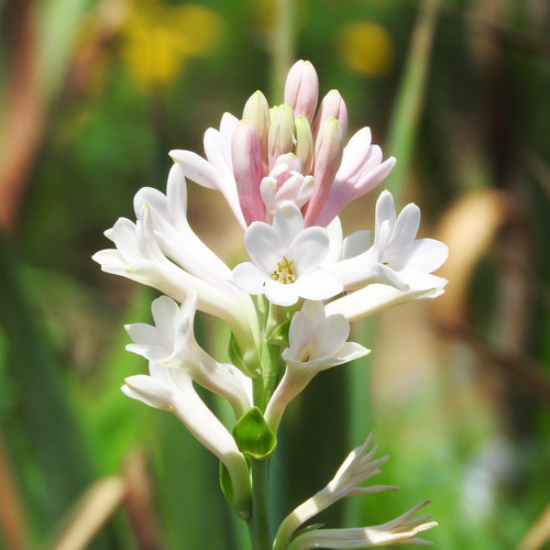 スパセイロン チュベローズ オードパフューム TUBEROSE 10m 海外レア