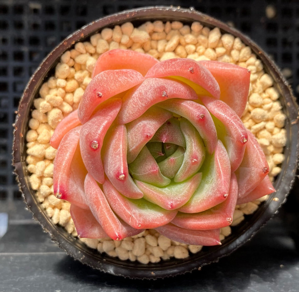 レア✨多肉植物 バンプスノーボール 韓国苗