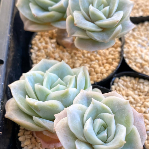 SALE】ラブリーローズ2カット 韓国苗 多肉植物 多肉植物 プクニク 通販