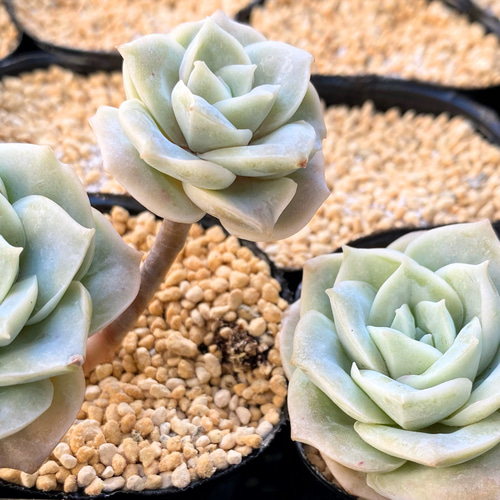 SALE】ラブリーローズ2カット 韓国苗 多肉植物 多肉植物 プクニク 通販