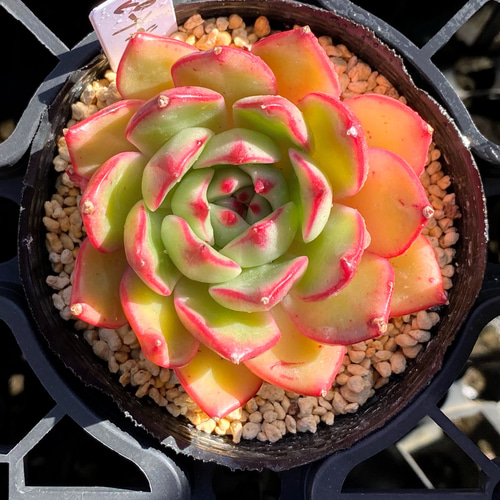 SALE】ピーチブロッサム 韓国苗 多肉植物 多肉植物 プクニク 通販