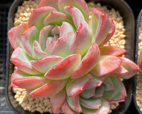 SALE】レッドラインエレガンス双頭 大株 韓国苗 多肉植物 多肉