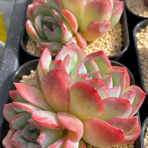 SALE】レッドラインエレガンス双頭 大株 韓国苗 多肉植物 多肉植物