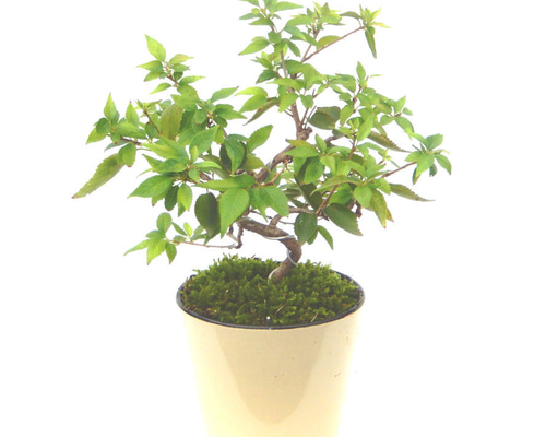 小品盆栽飾り　HARU 小品盆栽 飾り 三日月型飾り棚 左右:50cm 奥行:12cm 高:51.5cm