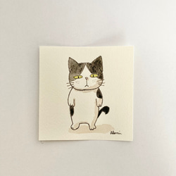 無愛想なかぎシッポのハチワレ猫さん 1枚目の画像