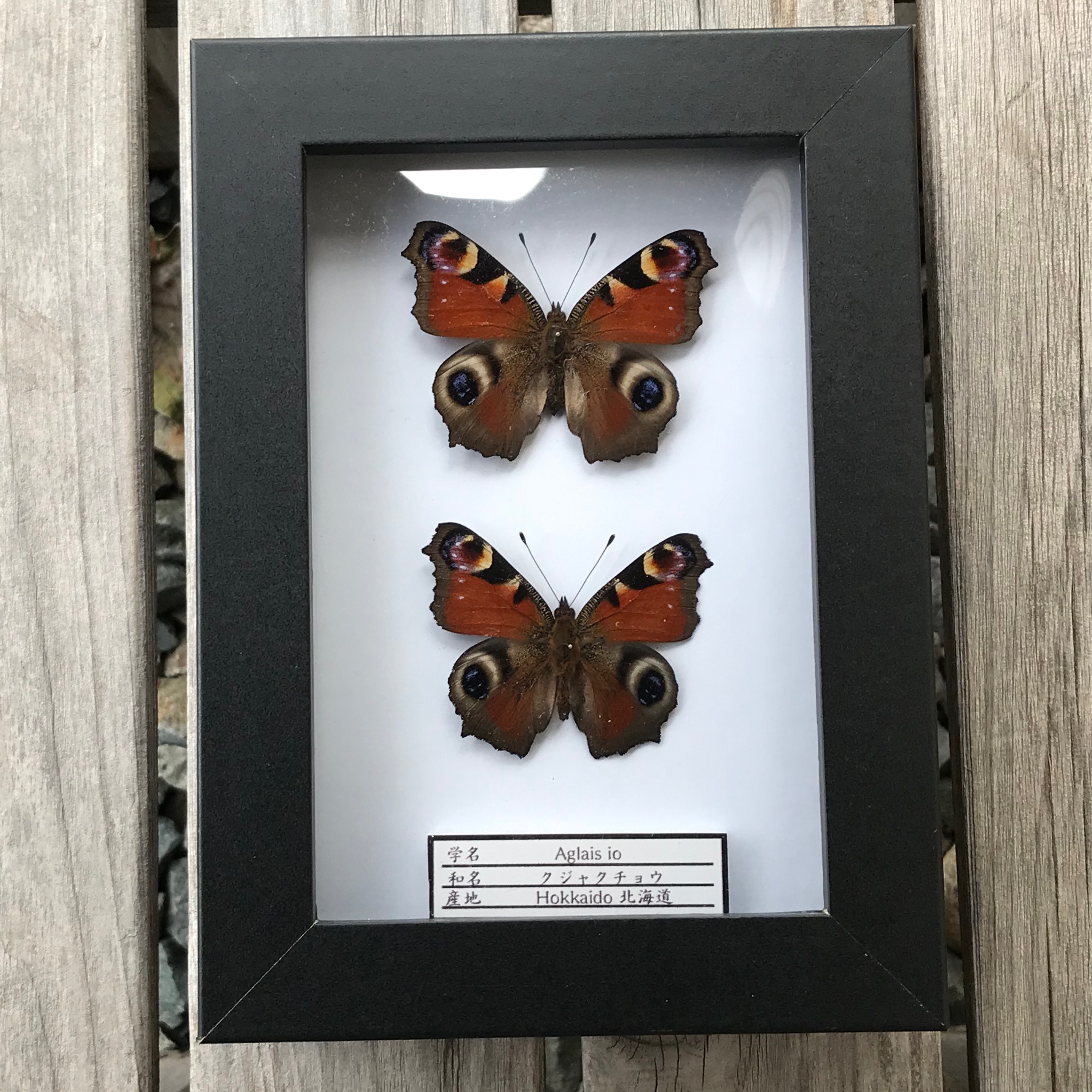 蝶標本　 クジャクチョウ 蝶標本 クジャクチョウ 立体・オブジェ HANINS 通販 14919765