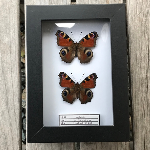 蝶標本　 クジャクチョウ 蝶標本 クジャクチョウ 立体・オブジェ HANINS 通販 14919765