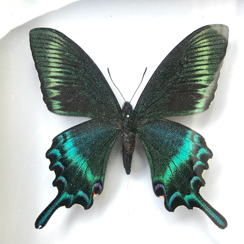蝶標本 ミヤマカラスアゲハ 立体・オブジェ HANINS 通販