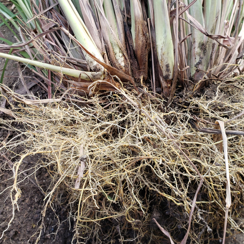 レモングラス苗 無農薬ハーブ 多肉植物 SEASON 通販 14920560