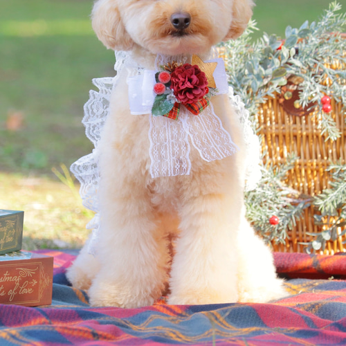 クリスマスリボンチョーカーホワイトリンゴ 犬服 犬 猫 ヘッドドレス
