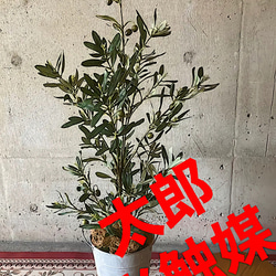 光触媒人工観葉植物ウォールグリーンフェイクフラワーハンドメイド　ブリキオリーブ 1枚目の画像